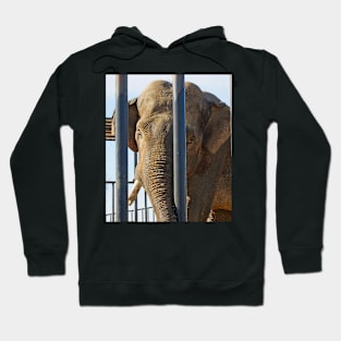 big boy elephant Hoodie